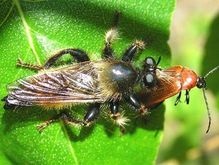 Ученые: Тропическим насекомым грозит вымирание