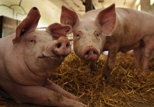 Огромная свинья спровоцировала 10-километровую пробку на скоростной трассе в Японии