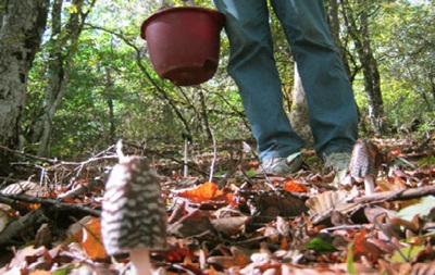 У Херсонській області грибами отруїлися троє підлітків