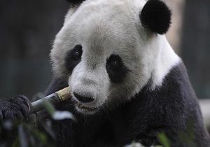 В пекинском зоопарке гигантская панда задавила своего детеныша