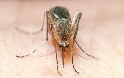 Вчені вивели комара-мутанта з імунітетом до малярії