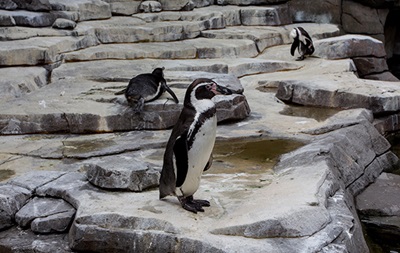 В Дортмунде расследуют таинственную гибель пингвина