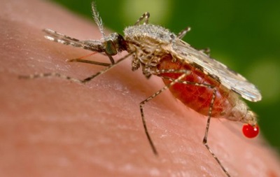 Учені створили безплідних комарів для боротьби із малярією 