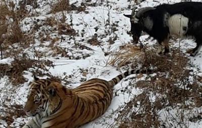 Козел Тимур поправился за время дружбы с тигром Амуром