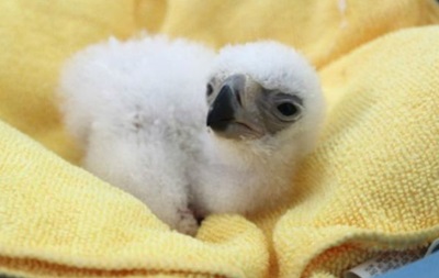 У неволі на світ з явилося пташеня рідкісного філіппінського орла
