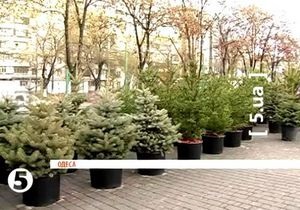 В Одессе елки сдают напрокат