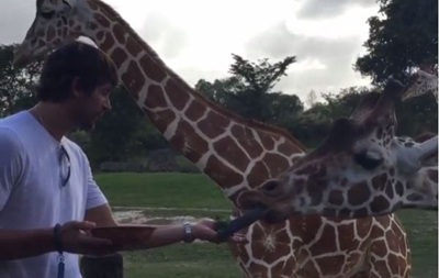 Экзотический отдых: Шовковский покормил жирафа и привлек внимание носорога