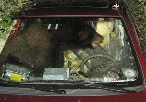 В США медведь угнал автомобиль