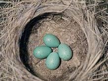Зоологи выяснили, как птицы отличают свои яйца от чужих