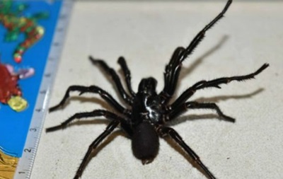 В Австралії  доїтимуть  смертоносного павука 