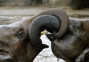 В Киевский зоопарк привезут слонов
