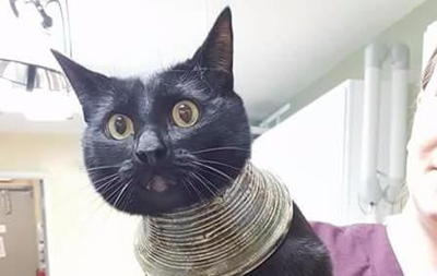 Застрявшая в вазе кошка покорила Интернет