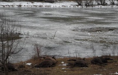 В Винницкой области на пруду под лед провалилось стадо зубров