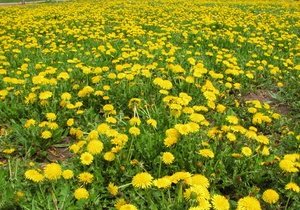 Власти обещают до начала Евро-2012 очистить Украину от пестицидов и гербицидов