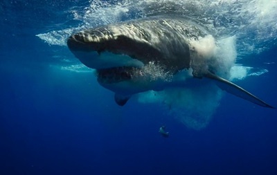 В 2015 году акулы напали на людей рекордное число раз