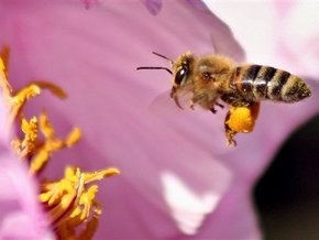Ученые принялись за спасение пчел