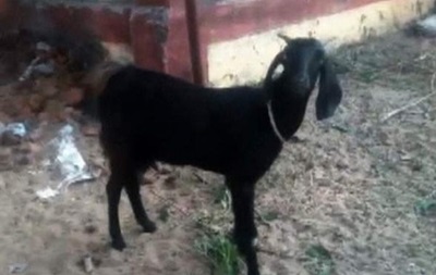 В Индии задержан козел-рецидивист
