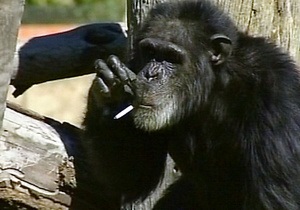 В ЮАР скончался курящий шимпанзе