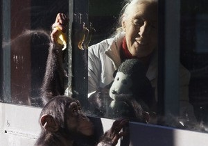 Ученые: В отличие от человеческого, мозг шимпанзе в старости не  съеживается 