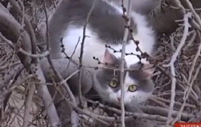 В Запорожье спасатели три дня снимали кошку с дерева