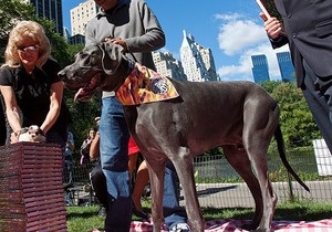 В Нью-Йорке встретились самая маленькая и самая большая собака в мире