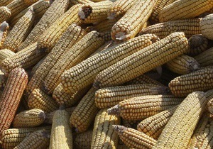Сегодня вступило в силу постановление Кабмина об отмене квотирования экспорта кукурузы