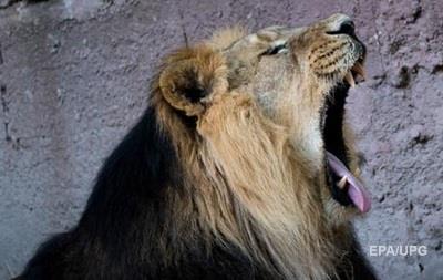 У Маріупольському зоопарку лев напав на людину