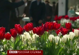 В Голландии открылся фестиваль тюльпанов, несмотря на холода