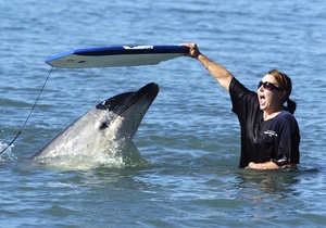 Большинство украинских дельфинариев содержат животных без разрешения Минприроды