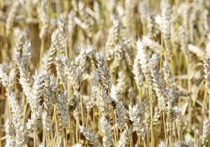 Кабмин может увеличить квоты на экспорт зерна