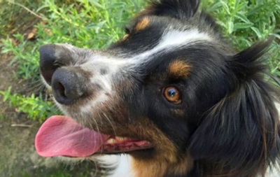 Собаку з двома носами врятували від присипляння