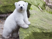Трехмесячный медвежонок Флоке впервые вышел в свет