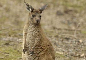 На парковке аэропорта Мельбурна поймали кенгуру