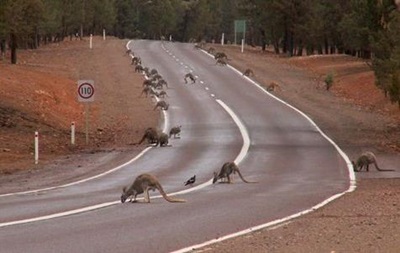 Австралийские велосипедисты пострадали из-за аварии с кенгуру