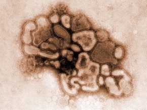 Эксперт: Грипп A/H1N1 - это мутация двух свиных вирусов