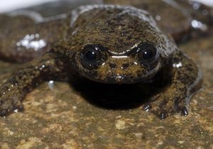 На Борнео обнаружили слизняка-купидона и лягушку без легких