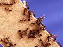 Китаец, заработавший на муравьях миллионы долларов, приговорен к расстрелу