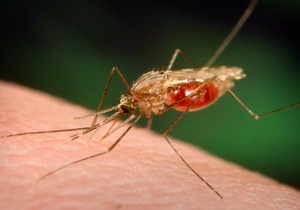 В Германии составляют атлас комаров через интернет