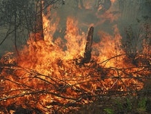В Житомирской области вторые сутки горят леса