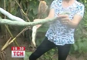 У Китаї виростили кабачок-гігант довжиною під два метри