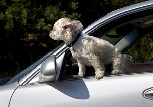 В Новой Зеландии собак учат водить машину