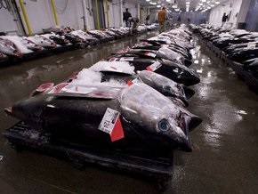 ООН закрывает порты для браконьеров