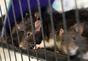 Немецкие защитники животных раскритиковали компьютерную игру из-за убийства крысы