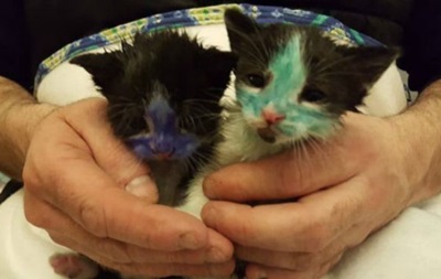 У Англії знайшли кошенят, пофарбованих маркером
