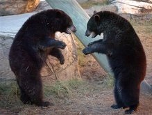 Медведи разодрали посетителя Николаевского зоопарка