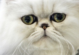 Новости Великобритании - новости о животных: В Британии хозяева кота-клептомана вернут его жертвам награбленное