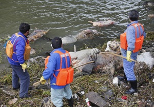 Из реки под Шанхаем извлечены 6 тысяч мертвых свиней