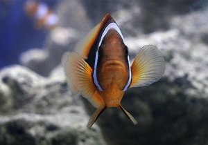 Ученые разгадали секрет тропических рыб