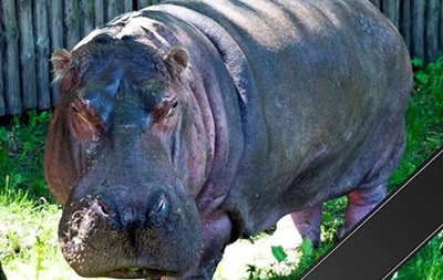 У столичному зоопарку помер найстаріший бегемот світу