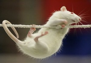 В США успешно завершено испытание вакцины от героина на крысах